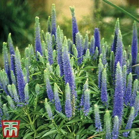 Veronica Spicata 'Royal Candles' - Image 4