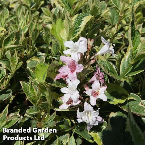 Weigela 'Nana Variegata' - Image 2