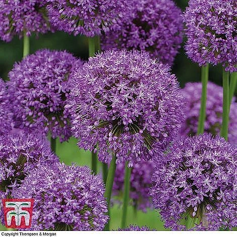 Spring Bulb Variety Bundle - Image 11