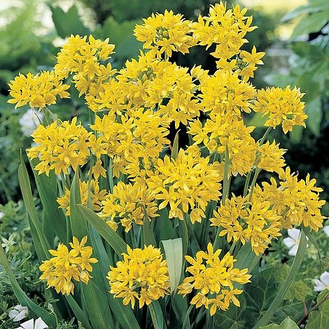 Summer Bulb Collection - Image 2