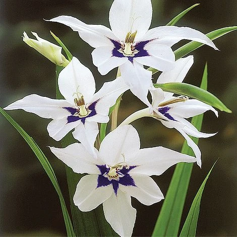 Summer Bulb Collection - Image 6