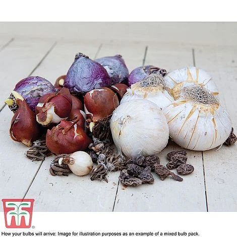Summer Flowering Bulb Collection - Image 2