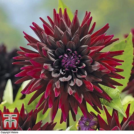 Dahlia 'Rouge Collection' - Image 5