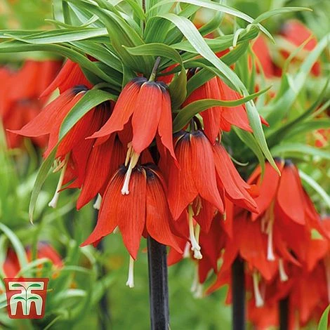 Fritillaria Imperialis Duo - Image 4