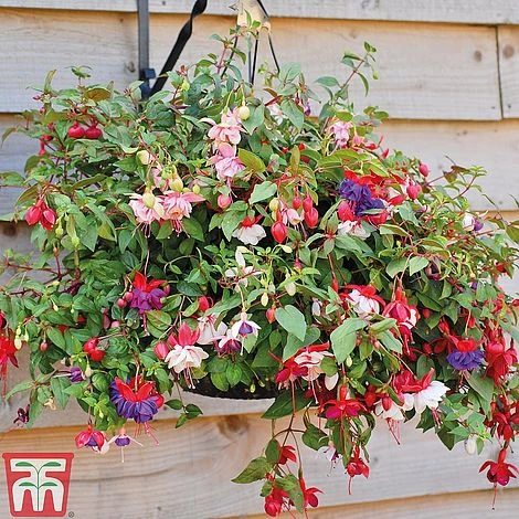 Fuchsia Trailing Pre-Planted Basket - Image 3