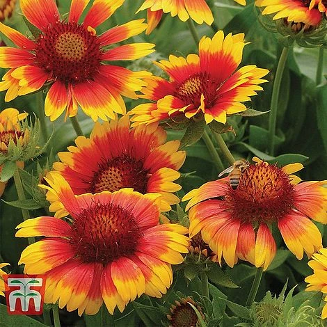 Gaillardia 'Mesa Bright Bicolour' - Image 2
