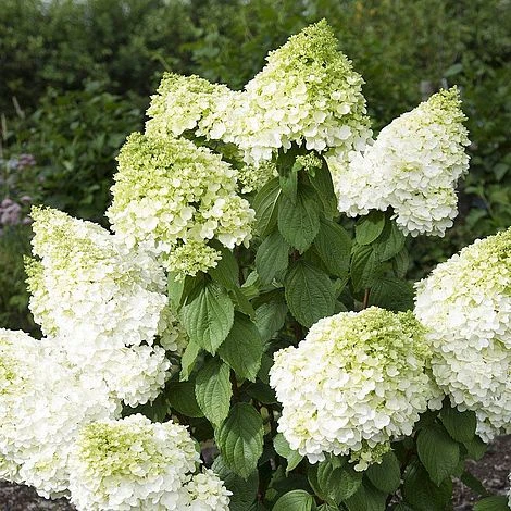 Hydrangea Paniculata 'Magical Moonlight' - Image 3