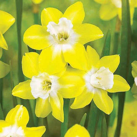 Narcissus 'Jonquilla Collection' - Image 3