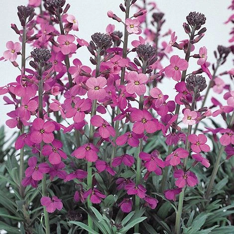 Erysimum 'Bowles Mauve' - Image 2