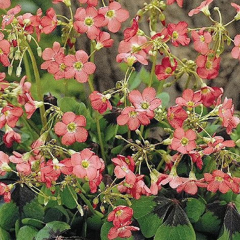 Summer Bulb Collection - Image 4