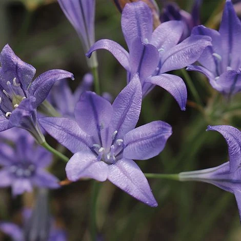 Summer Bulb Collection - Image 5