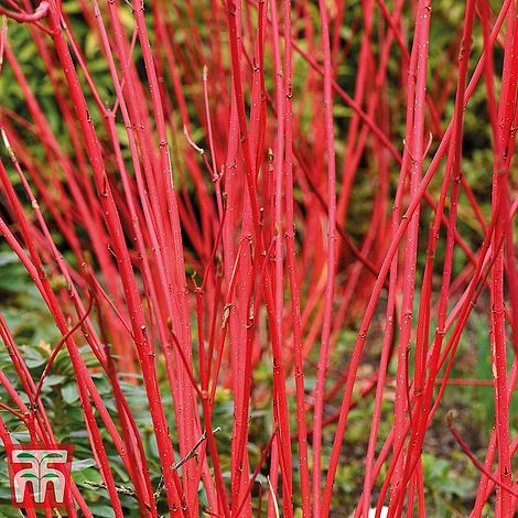 Cornus Winter Duo - Image 2