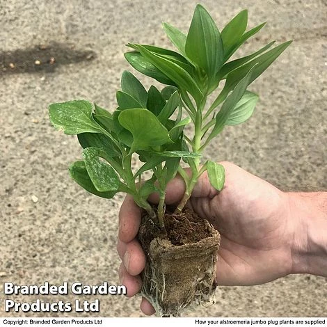 Alstroemeria 'Valley' Collection (Summer Paradise Series) - Image 5